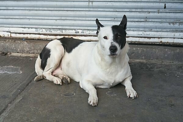 Dog with half black half hot sale white face